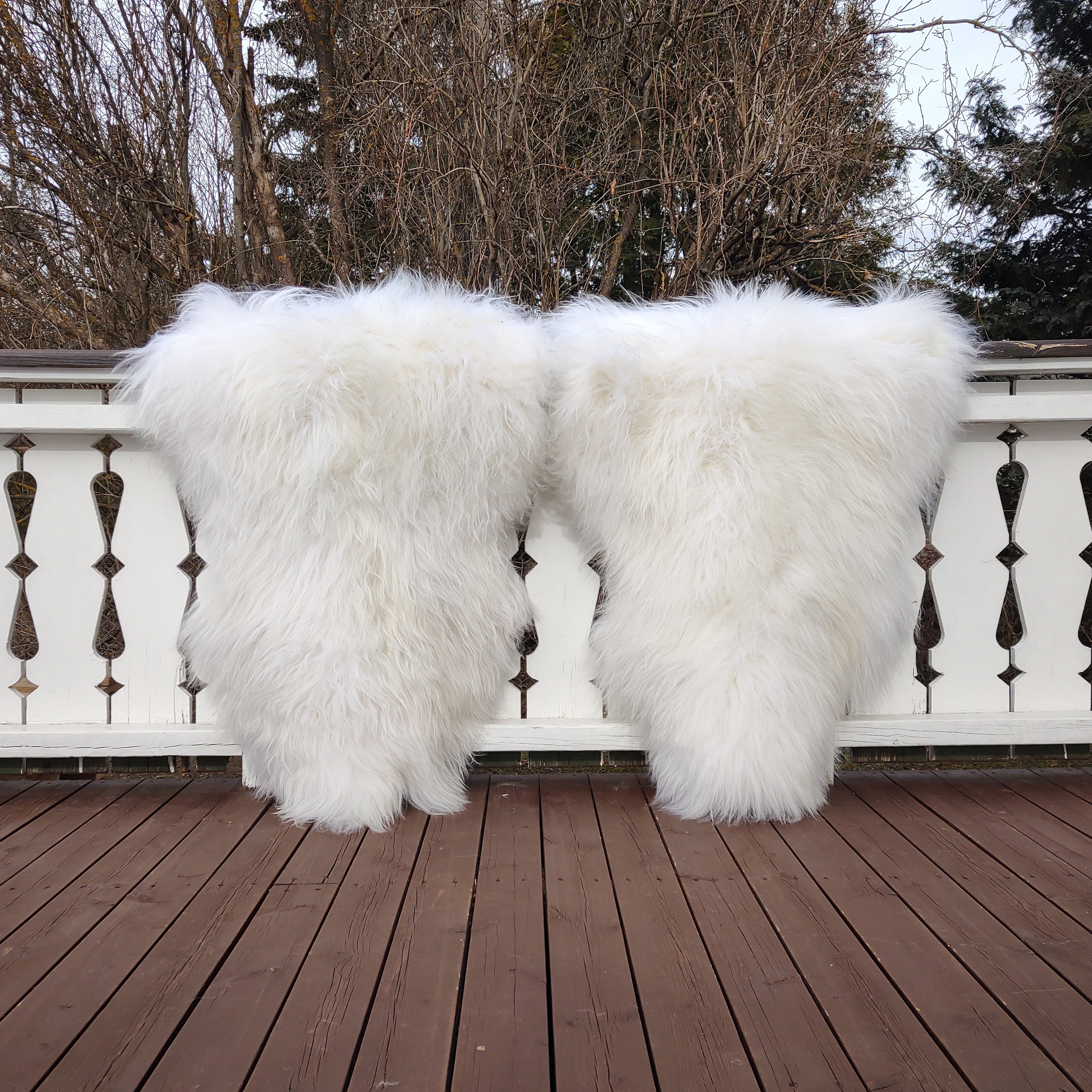 2 Stück weiße Langhaarfelle aus Island - Größe L - 115/120cm - versandkostenfrei.